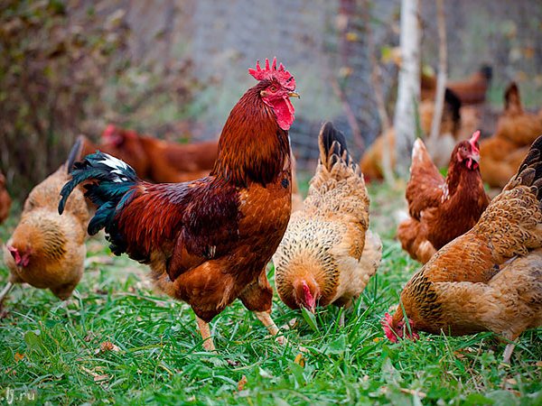 Породы куриц | ЗооТом - продажа, вязка и услуги для животных в Волжском