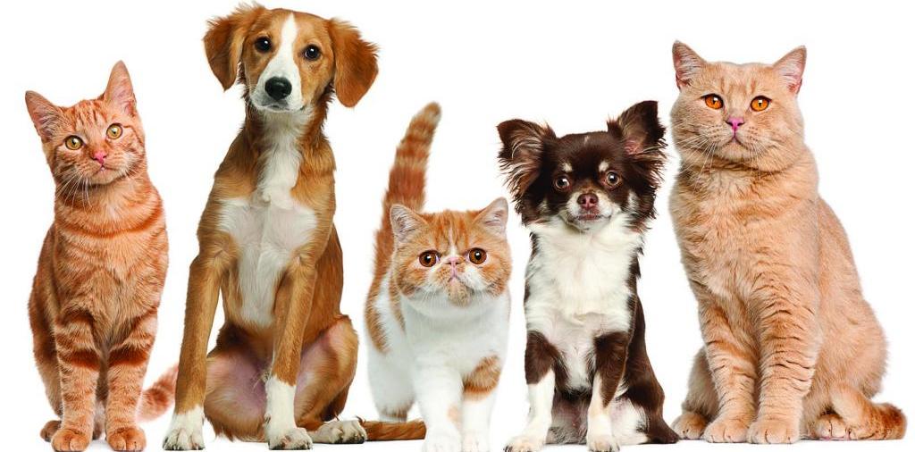 Доска объявлений о животных | ЗооТом - продажа, вязка и услуги для животных в Волжском