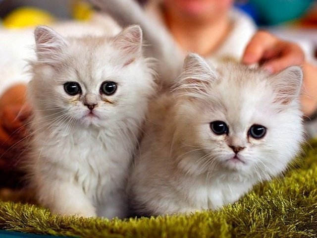 Породы кошек в Волжском | ЗооТом портал о животных