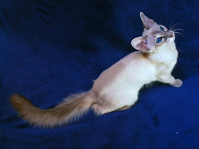 Выведенные породы кошек в Волжском | ЗооТом портал о животных