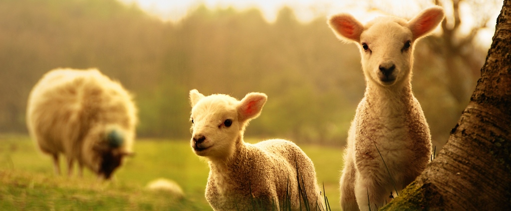 Объявления о сельскохозяйственных животных | ЗооТом - продажа, вязка и услуги для животных в Волжском