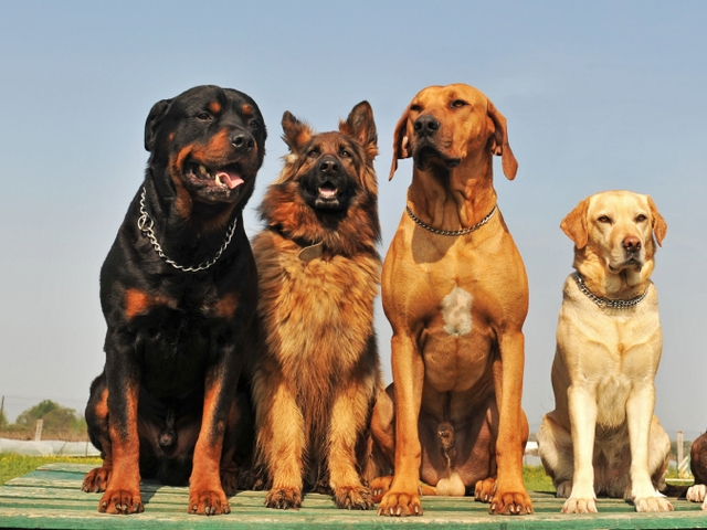 Крупные породы собак в Волжском | ЗооТом портал о животных