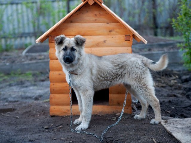Все о собаках в Волжском Все о собаках в Волжском